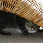 cat-485103_1920