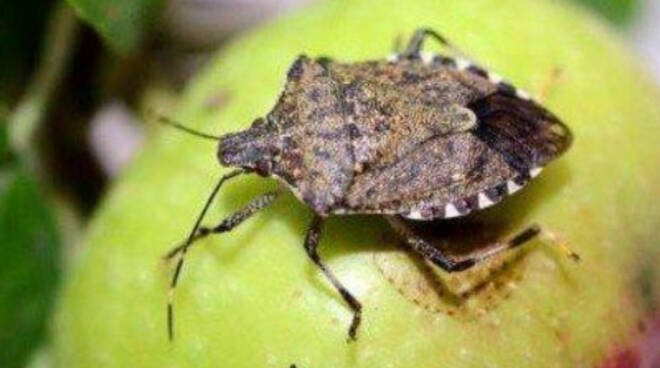 Cimice mangiafrutta e mangiasoldi