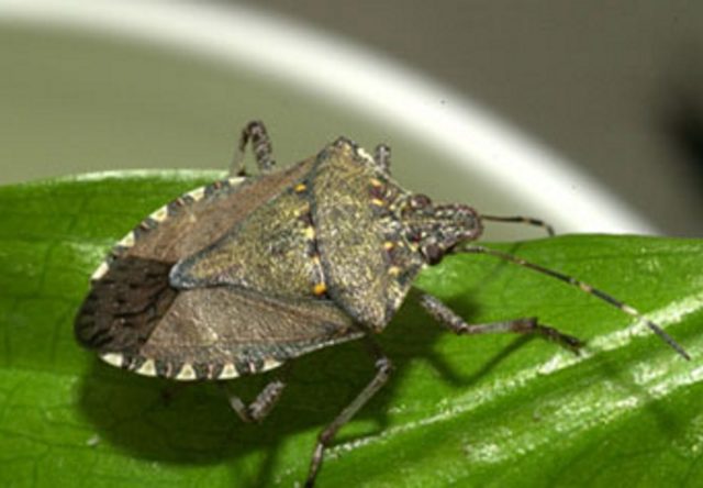 La cimice asiatica che rovina anche i vivai