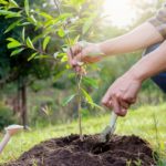 come-piantare-un-albero-2