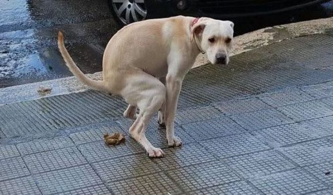 Deiezioni canine e DNA