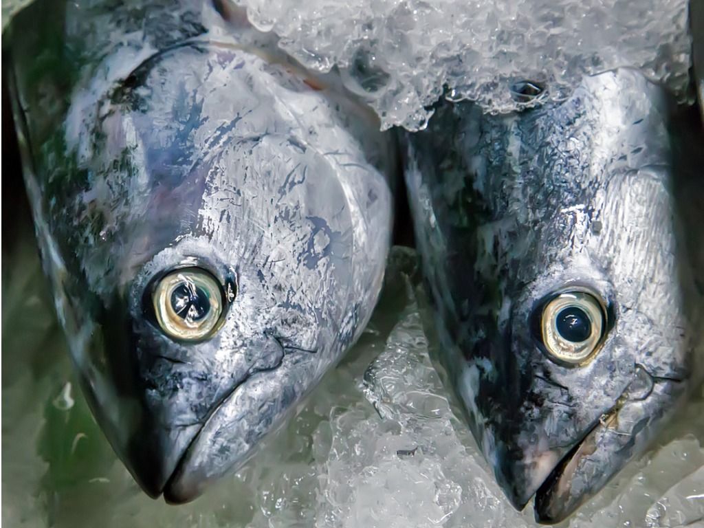 Questa mattina, i quotidiani, servono solo per incartare il pesce