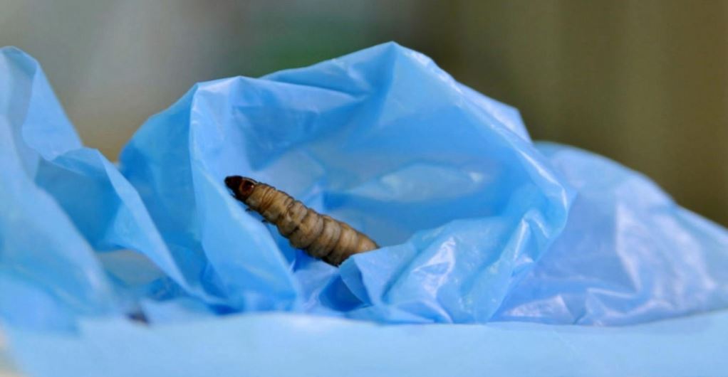 La camola del miele, ingannata, mangia plastica