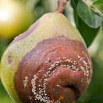 how-to-deal-with-pear-diseases-5