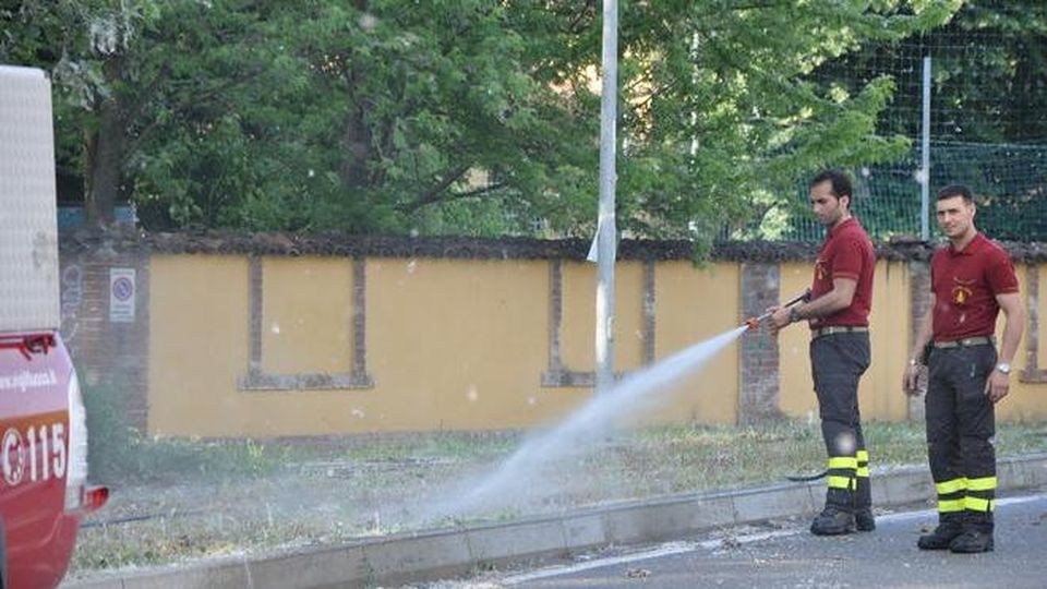 I pappi dei pioppi, da soli, non brucerebbero