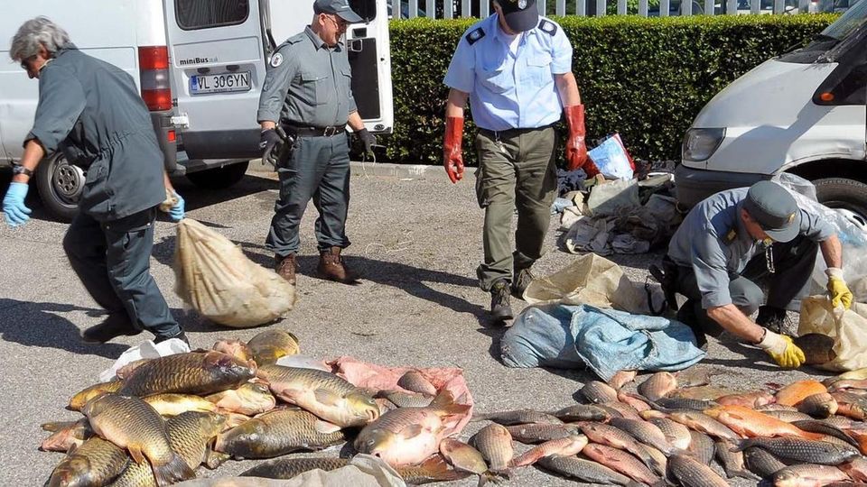 Manca la legge sul bracconaggio ittico