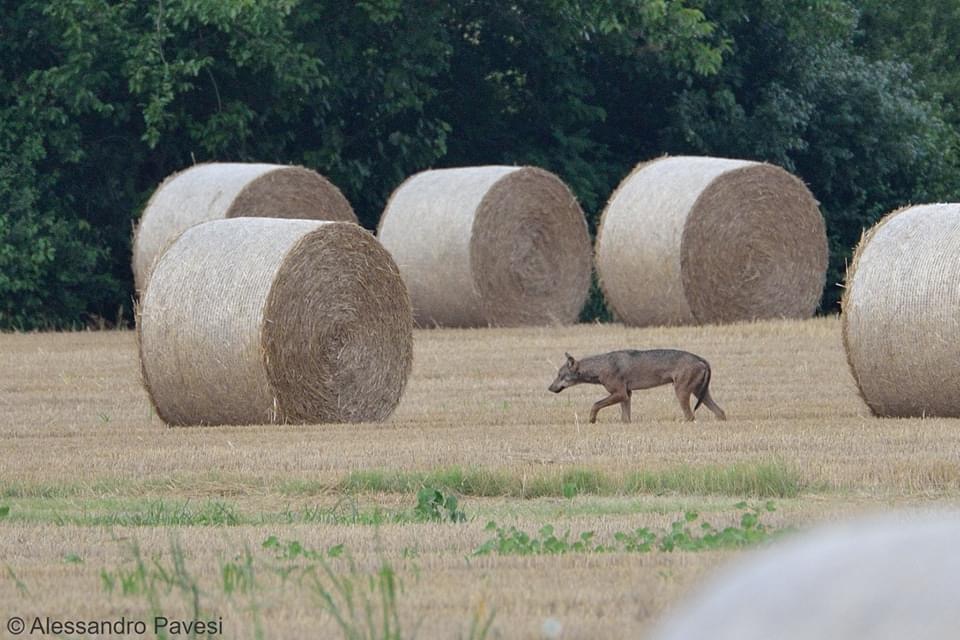 Antagonisti naturali