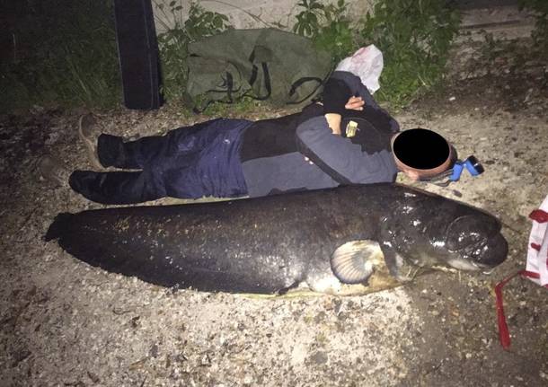 Contestato il contenimento del pesce siluro