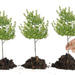 piantare-albero-1024×689