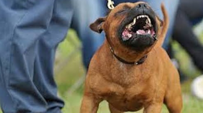 Patente per condurre cani a spasso