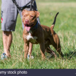 red-nose-pit-bull-terrier-ansimando-e-tirando-il-guinzaglio-kyb6c7