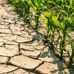 siccita-agricoltura.jpg