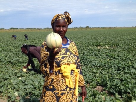 Meloni e zucche in Senegal con regole italiane per il lavoro