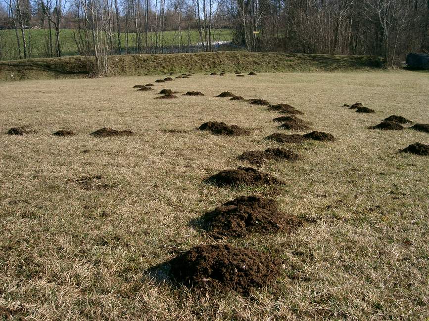 Sottopasso: sembra la tana di una famiglia di talpe