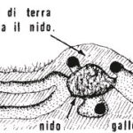 tana_talpa